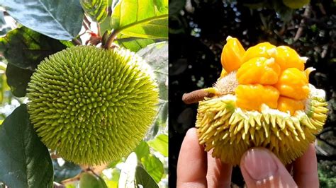 Amazing! Super Small Jackfruit | Very Delicious