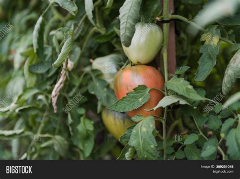 Tomatoes Greenhouse. Image & Photo (Free Trial) | Bigstock