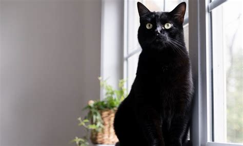 8 Black Cat Breeds | BeChewy