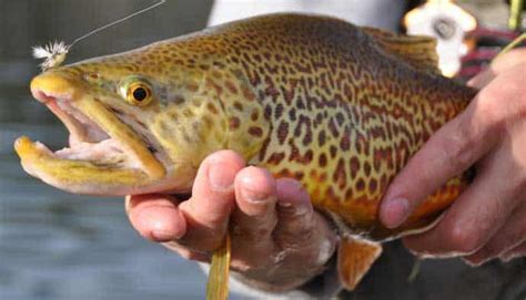 Tiger Trout Fishing Guide: How to Catch, Clean, & Cook!