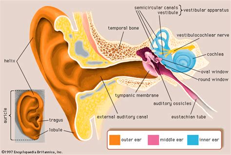 Ear - microbewiki