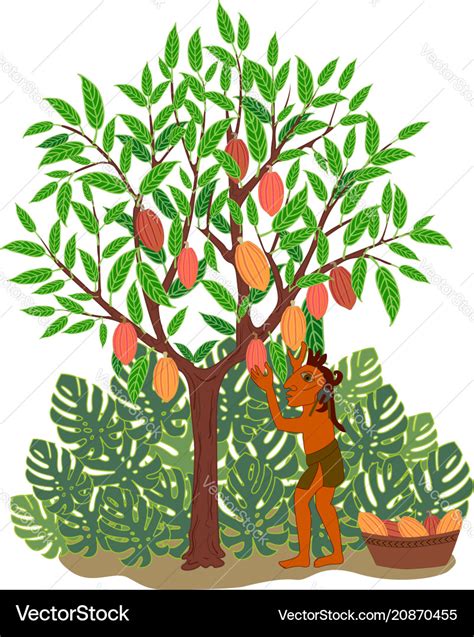 Cacao tree Royalty Free Vector Image - VectorStock