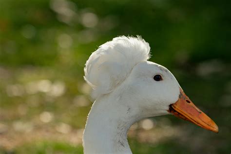 2 Yellow Ducklings Closeup Photography · Free Stock Photo