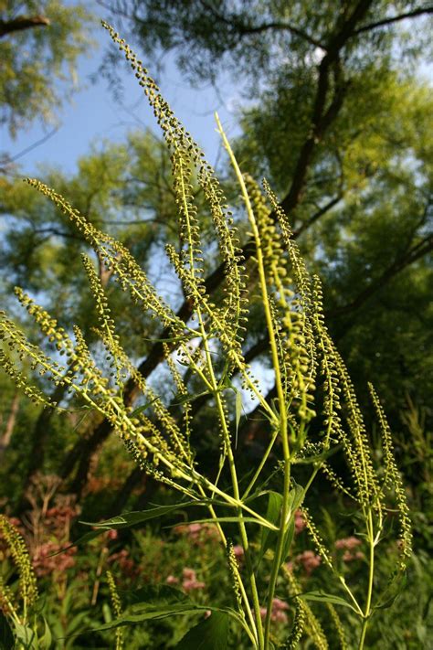 Ragweed allergy season is a week away; allergist says now is the time to prepare - cleveland.com