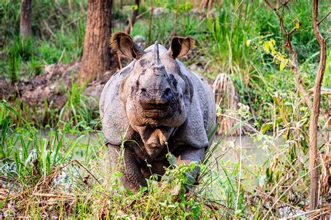 8 Facts about Kaziranga National Park that You Didn’t Know - Beyonder