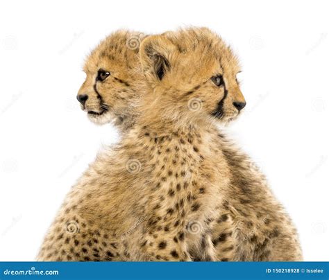 Close-up on a Family of Three Months Old Cheetah Cubs Stock Photo ...