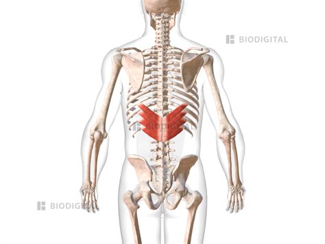 Serratus posterior inferior | BioDigital Anatomy