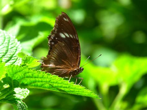 Fairchild Tropical Garden | Butterfly conservatory, Fairchil… | Flickr