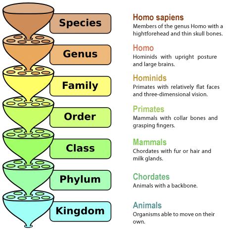 Taxonomy Nomenclature Rules and Classification for Modern Humans