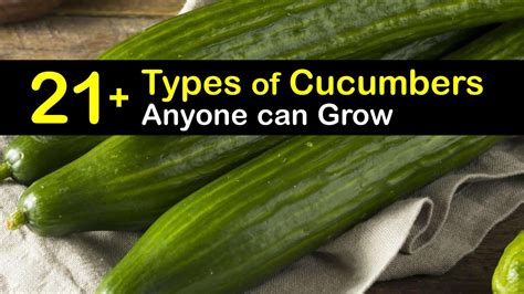 21+ Types of Cucumbers Anyone Can Grow