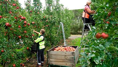 Biosecurity essentials: orchard harvest outputs - Farm Biosecurity