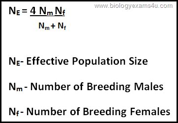 Effective Population Size Calculation ~ Biology Exams 4 U