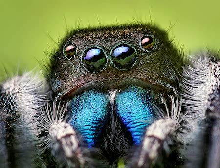 Spiders Have Eight (Well-Designed) Eyes | Evolution News