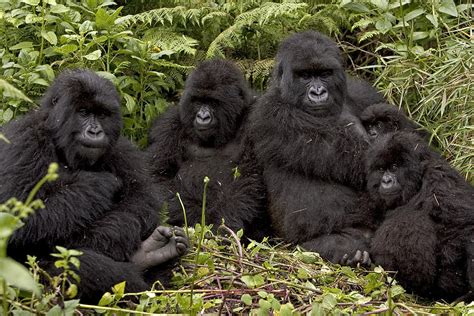 Gorilla Families In Rwanda | Volcanoes National Park Rwanda | Rwanda ...