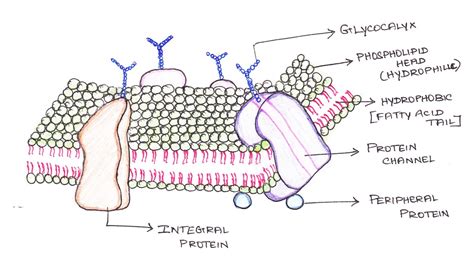 Cell Membrane Drawing Project at GetDrawings | Free download