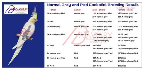 Normal Gray and Pied Cockatiel Breeding Result | Cockatiel, Cockatiel ...