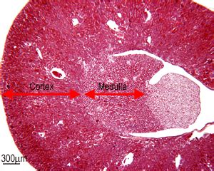 Renal Pyramid Histology