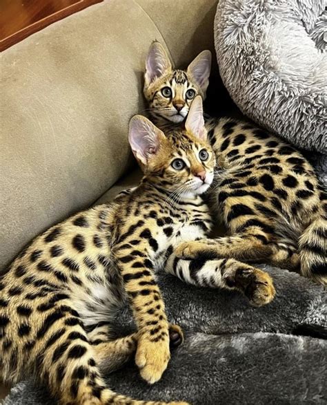 Savannah Cat Breeders | Savannah Cats For Sale