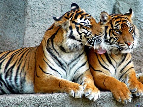 Two tigers, tiger, two, couple, wild, HD wallpaper | Peakpx