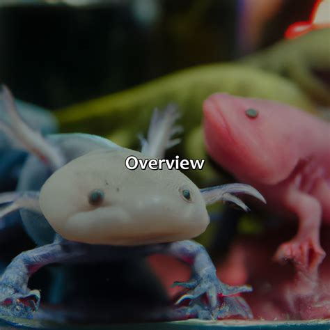 What Color Are Axolotls - colorscombo.com