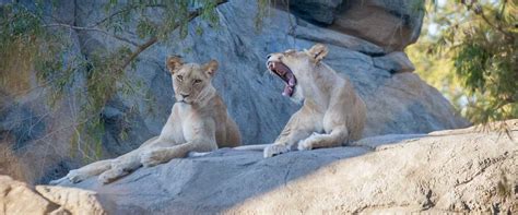 African Adventure - Fresno Chaffee Zoo