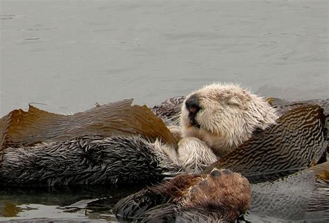 Sleeping Sea Otter by Linda Tanner, via 500px | Sleeping animals, Sea otter, Otters