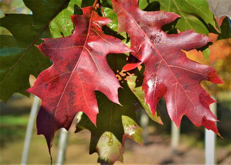 Northern Red Oak Fall Leaves - Next Generation Landscape Nursery