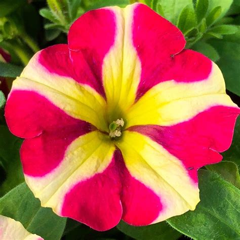 Petunias: Plant Care and Collection of Varieties - Garden.org