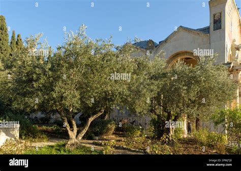 Garden of Gethsemane. Biblical olive Garden, where Jesus prayed. Mount of Olives, Jerusalem ...