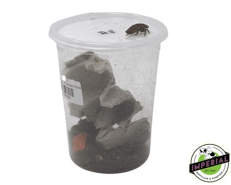 XL Discoid Roaches To-Go For Sale - Imperial Reptiles – IMPERIAL REPTILES & EXOTICS