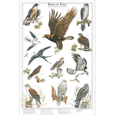 Western Sporting Falconry -: Birds of Prey Poster 1 - Shows 13 Raptor ...