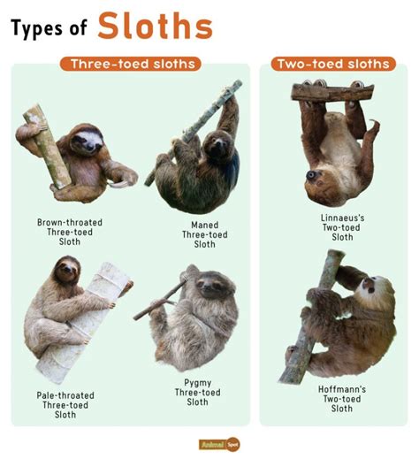 Sloth Facts, Types, Diet, Reproduction, Classification, Pictures