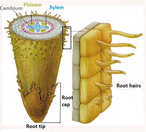 What Is The Role Of Root Hairs - Printable Templates Protal