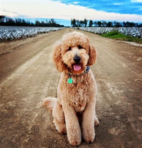 f1b goldendoodles | Goldendoodle puppy, F1b goldendoodle, Goldendoodle