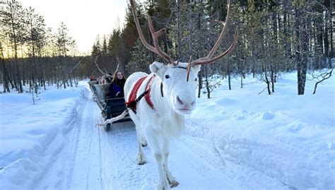 Sieriporo Safaris: Reindeer Safari of 2,5 km in Rovaniemi Lapland | Sieriporo Safaris