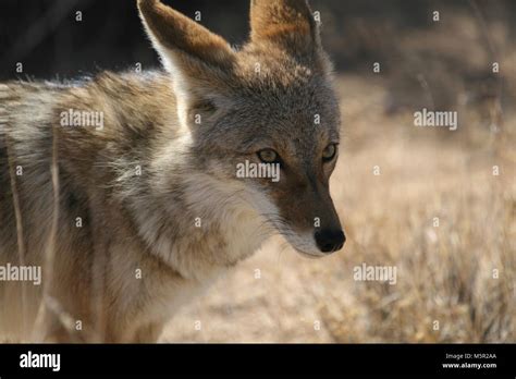 Coyote (Canis latrans Stock Photo - Alamy