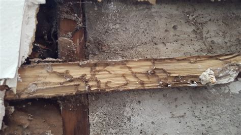 are these mud tunnels from termites or carpenter ants? - Home Improvement Stack Exchange