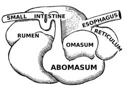 Ruminant - Wikipedia