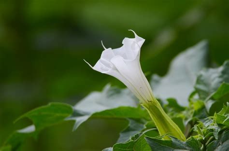 Find out the different parts of Datura flower.