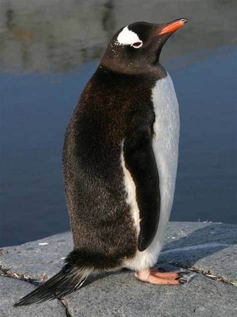 Gentoo Penguin (Pygoscelis papua)