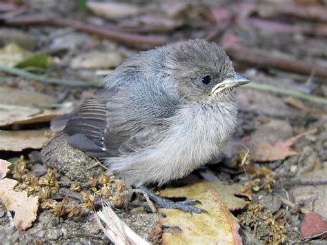 Baby Blue-gray Gnatcatcher | Greg Schechter | Flickr