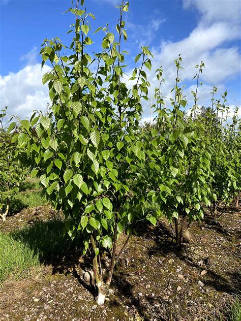 Betula albosinensis Fascination (Chinese Red Birch) - Nangle and Niesen Wholesale Tree Nursery Cork