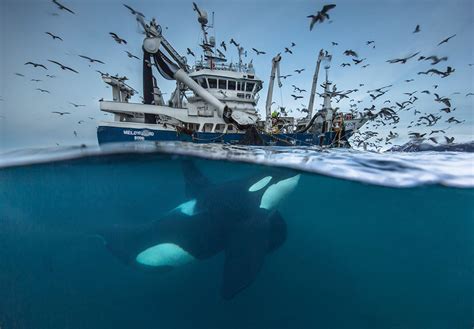 Finalists Of The Wildlife Photographer Of The Year 2016 | DeMilked