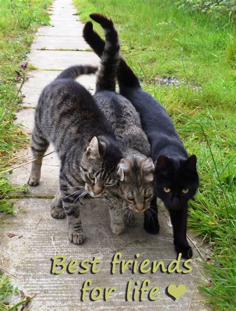 Petsfashion: Cats Best Friends For Life