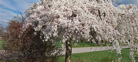 Weeping Cherry Tree Pruning | DoItYourself.com