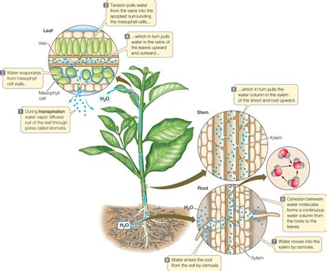 Transpiration Diagram - CBSE Class Notes Online - Classnotes123