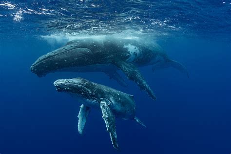 Las ballenas jorobadas heredan sus canciones a otros cetáceos