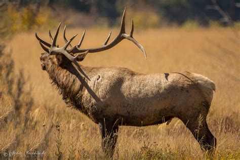 Bull Elk Bugling at Rocky Mountain National Park - Scenic Colorado Pictures | Colorado Photos ...