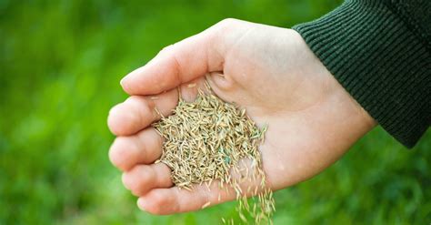 Overseeding: Choosing the Right Grass Seed - Lawnhiro Blog