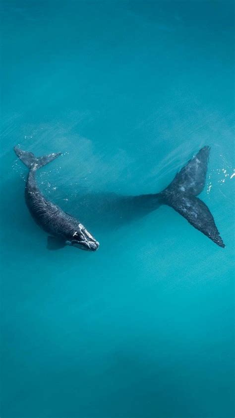 Ocean Photography, Wildlife Photography, Animal Photography, Beautiful Sea Creatures, Animals ...